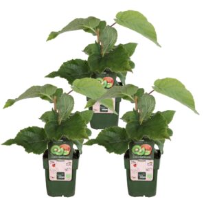 Actinidia delciosioa 'Jenny' | 3 stuks