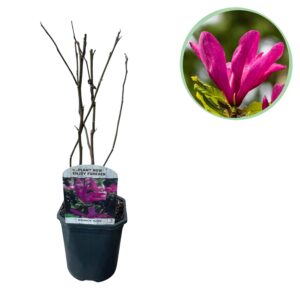 Heesters - Magnolia Susan - Bloemen Donker Roze - 1 plant - bladverliezend - weinig onderhoud