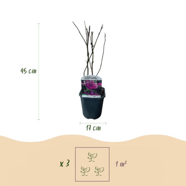 Magnolia Susan  - Bloemen Donker Roze - bladverliezend - weinig onderhoud - pot 17cm hoogte 45cm - Heester