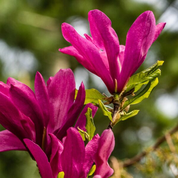 Magnolia Susan  - Bloemen Donker Roze - bladverliezend - weinig onderhoud - pot 17cm hoogte 45cm - Heester