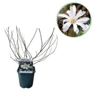 Heesters - Magnolia Stellata - Bloem Wit - 1 Plant - Bladverliezend - Weinig Onderhoud