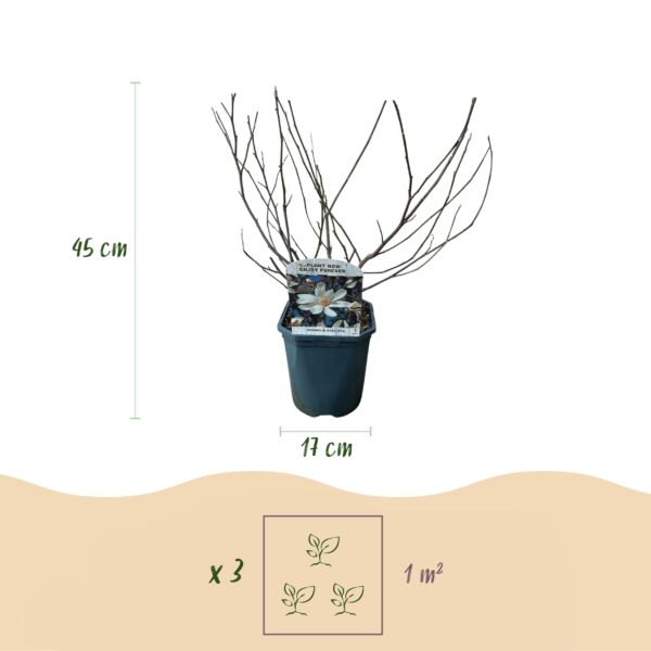thumbnail_6000-8028.jpg Heesters - Magnolia Stellata - Bloem Wit - 1 Plant - Bladverliezend - Weinig Onderhoud