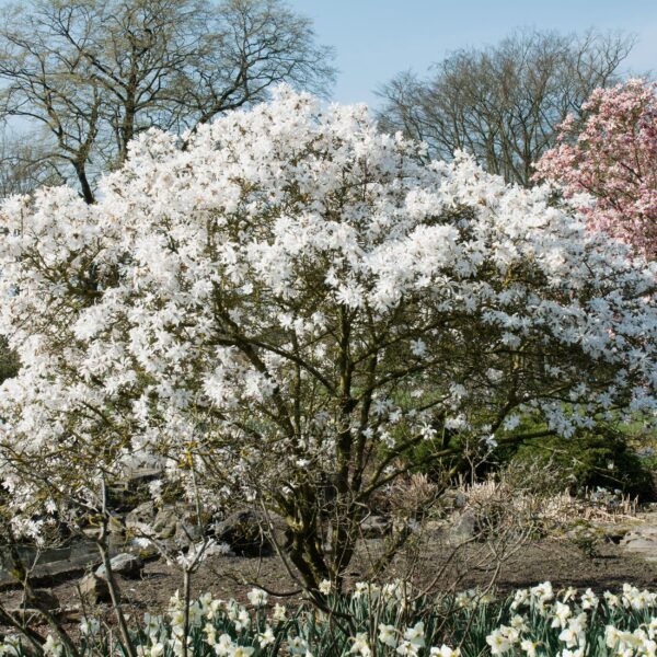 thumbnail_6000-8030.jpg Heesters - Magnolia Stellata - Bloem Wit - 1 Plant - Bladverliezend - Weinig Onderhoud