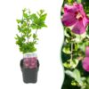 Hibiscus syriacus Woodbridge - Bloem Roze - Bladverliezend - Weinig Onderhoud