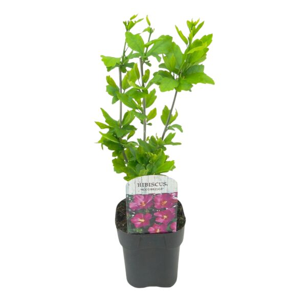 Hibiscus syriacus Woodbridge - Bloem Roze - Bladverliezend - Weinig Onderhoud