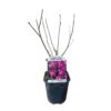 Hibiscus syriacus Woodbridge - Bloem Roze - Bladverliezend - Weinig Onderhoud