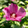 Hibiscus syriacus Woodbridge - Bloem Roze - Bladverliezend - Weinig Onderhoud