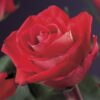 Klimroos - Rosa Red Climber - Bloem Rood - Weinig onderhoud - 2 planten