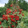 Klimroos - Rosa Red Climber - Bloem Rood - Weinig onderhoud - 2 planten