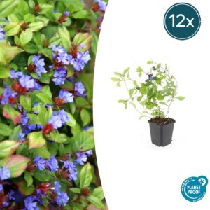 thumbnail_6000-828.jpg Ceratostigma plumbaginoides | 12 stuks