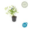 Ceratostigma plumbaginoides | 20 stuks