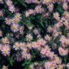 Aster ageratoides 'Asran' | 60 stuks
