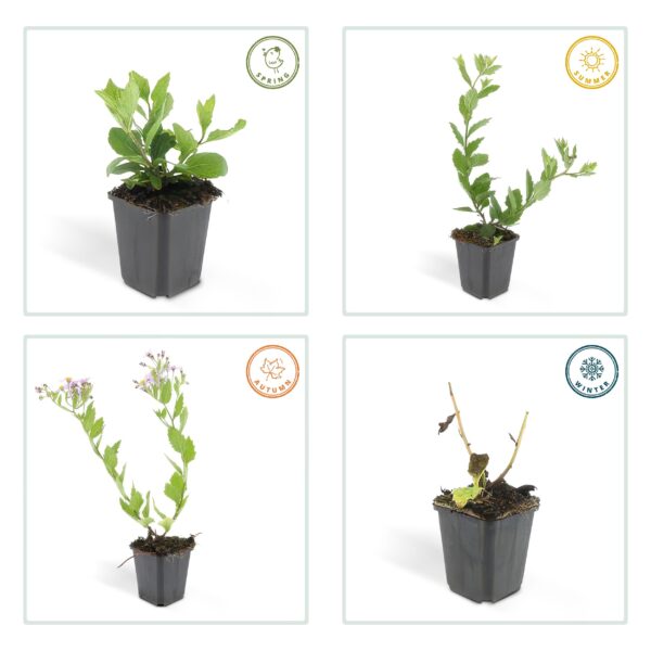 thumbnail_6000-865.jpg Aster ageratoides 'Asran' | 6 stuks