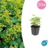 Alchemilla mollis | 20 stuks
