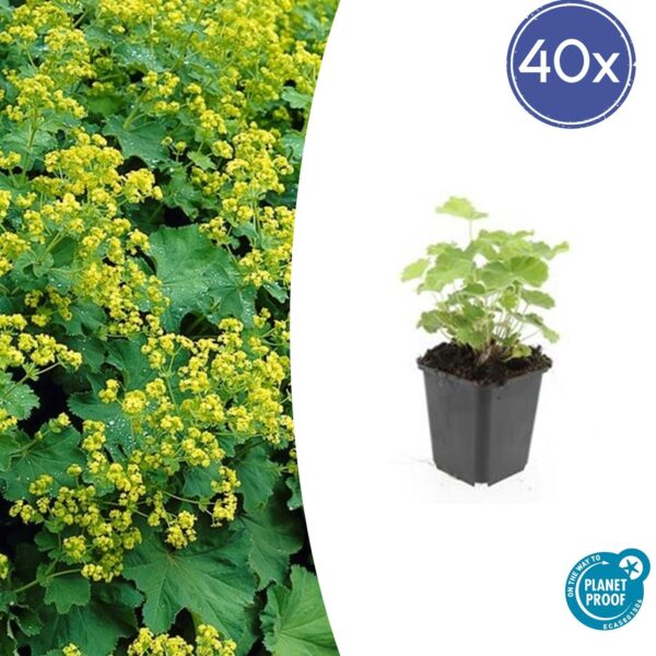 thumbnail_6000-889.jpg Alchemilla mollis | 40 stuks