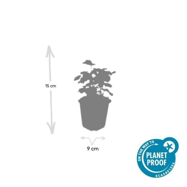 thumbnail_6000-890.jpg Alchemilla mollis | 40 stuks