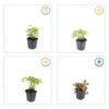 Alchemilla mollis | 40 stuks
