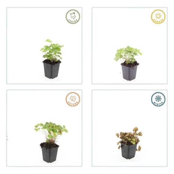 thumbnail_6000-891.jpg Alchemilla mollis | 40 stuks