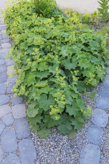 thumbnail_6000-892.jpg Alchemilla mollis | 40 stuks