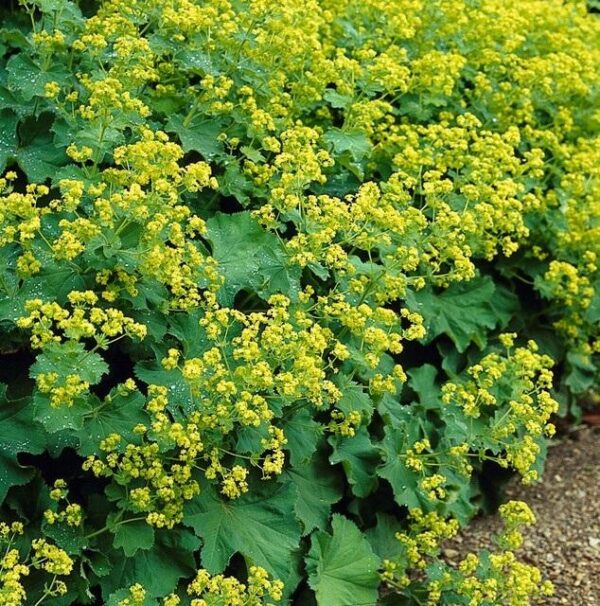 thumbnail_6000-893.jpg Alchemilla mollis | 40 stuks