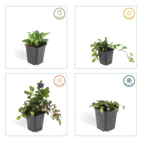 Ajuga reptans | 6 stuks
