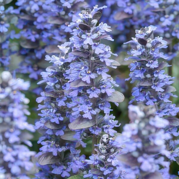 Ajuga reptans | 6 stuks