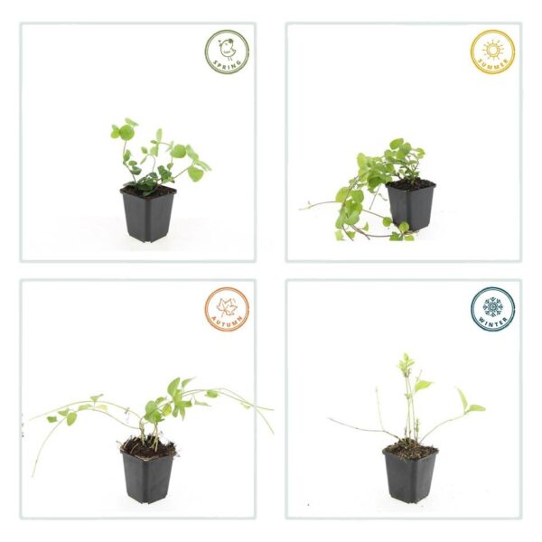 Vinca major | 20 stuks