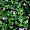 Vinca major | 20 stuks