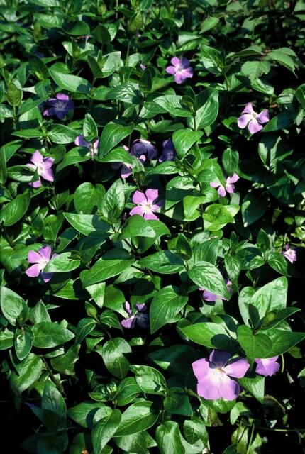Vinca major | 20 stuks