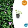 Vinca major | 60 stuks