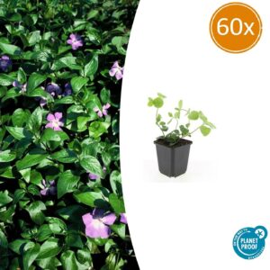 thumbnail_6000-944.jpg Vinca major | 60 stuks