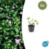 Vinca major | 6 stuks