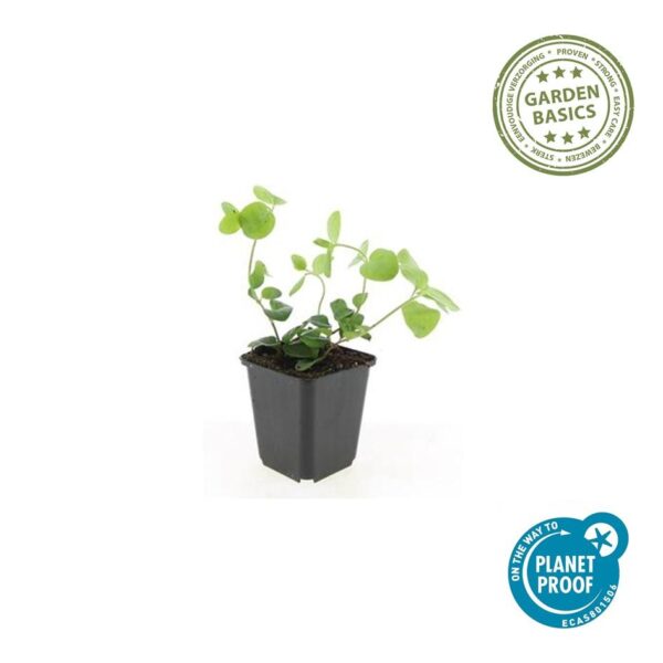 Vinca major | 6 stuks