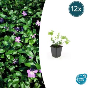 thumbnail_6000-956.jpg Vinca major | 12 stuks