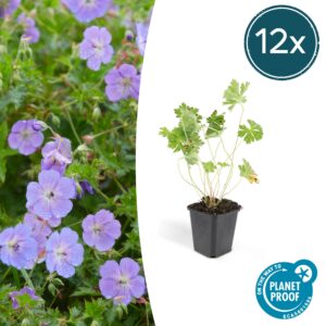 thumbnail_6000-969.jpg Geranium Rozanne | 12 stuks