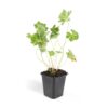 Geranium Rozanne | 40 stuks