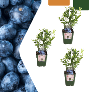Bosbessenplanten - Vaccinium corymbosum - biologisch | 3 stuks