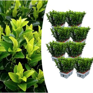 Euonymus 'Green Spire' | 48 stuks
