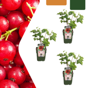 Kruisbessenplanten - Ribes rubrum - biologisch | 3 stuks