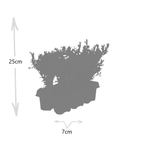 Ilex crenata 'Jenny' | 6 stuks