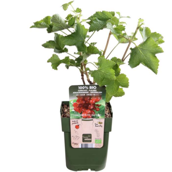 thumbnail_6000-170.png Kruisbessenplanten - Ribes rubrum - biologisch | 6 stuks