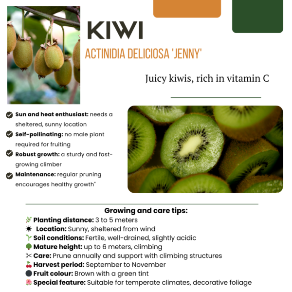 Kiwiplanten - Actinidia deliciosa - biologisch | 3 stuks