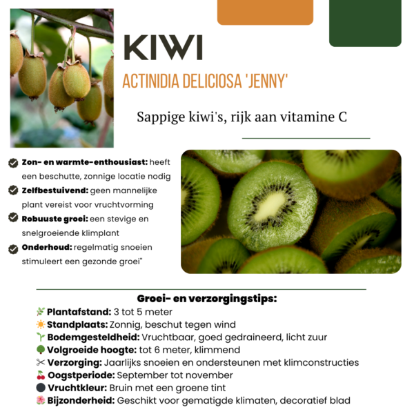 Kiwiplanten - Actinidia deliciosa - biologisch | 3 stuks