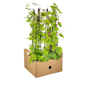Klimplanten mix - Rhodochiton - Cobea - Lathyrus - Ipomoea | 4 stuks