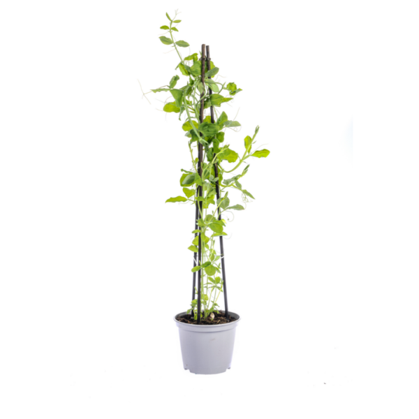 thumbnail_6000-223.png Klimplanten mix - Rhodochiton - Cobea - Lathyrus - Ipomoea | 4 stuks