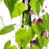Rhodochiton atrosanguineum Purple Bells | 4 stuks