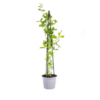 Lathyrus odoratus | 4 stuks