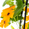 Thunbergia alata Sunny Susy New Orange | 4 stuks