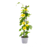 Thunbergia alata Sunny Susy mix | 4 stuks