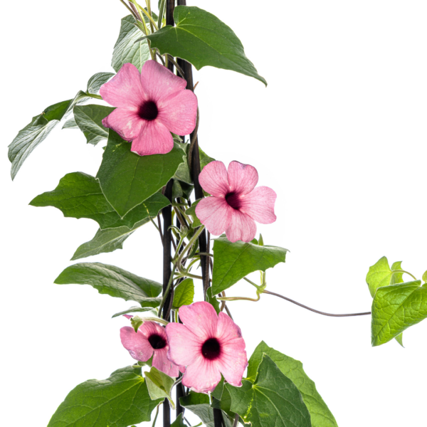 thumbnail_6000-252.png Thunbergia alata Sunny Susy Rose Sensation | 4 stuks